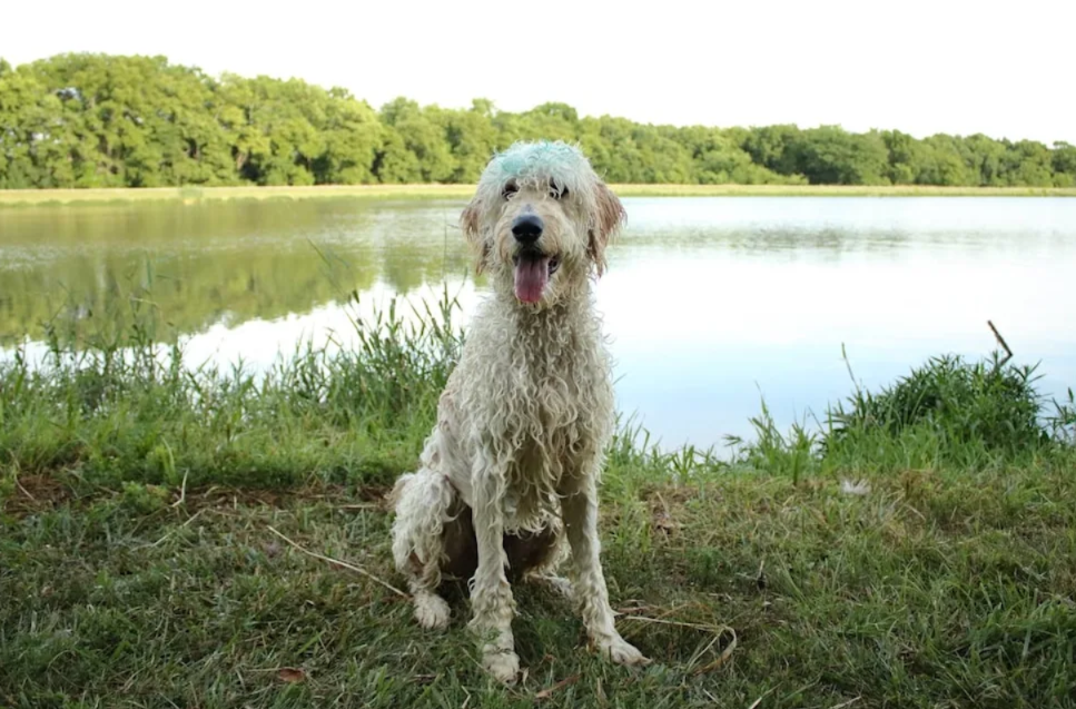 He Didn’t Stop To Think — He Just Dove In To Save The Dog