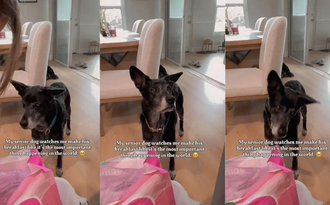 A Senior Dog’s Quiet Morning Ritual That’s Melting Hearts Everywhere