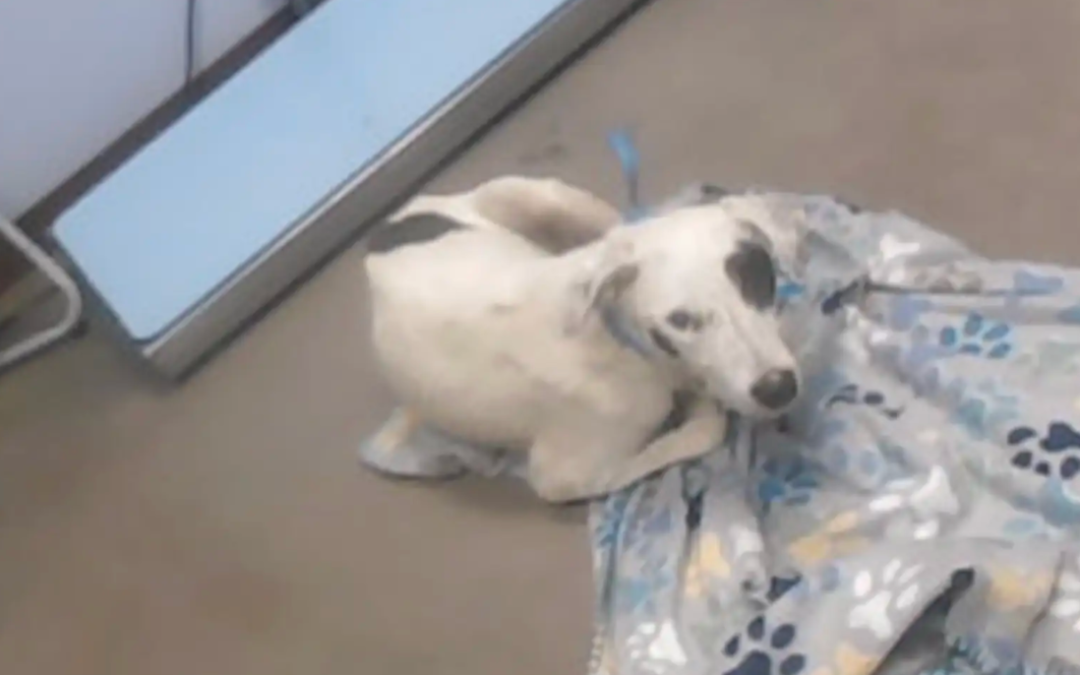 Shelter Staff Gave A Heartbroken Mama Dog The Surprise She’d Been Waiting For