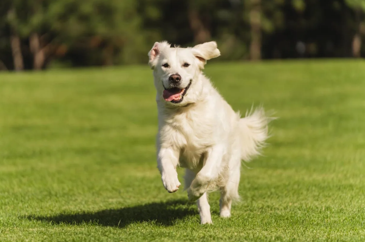 Every Dog Dreams Of This Moment… One Golden Actually Did It