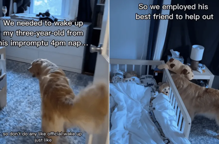 This Golden Retriever Tried To Wake A Sleeping Boy… Then Decided Nap Time Was Better