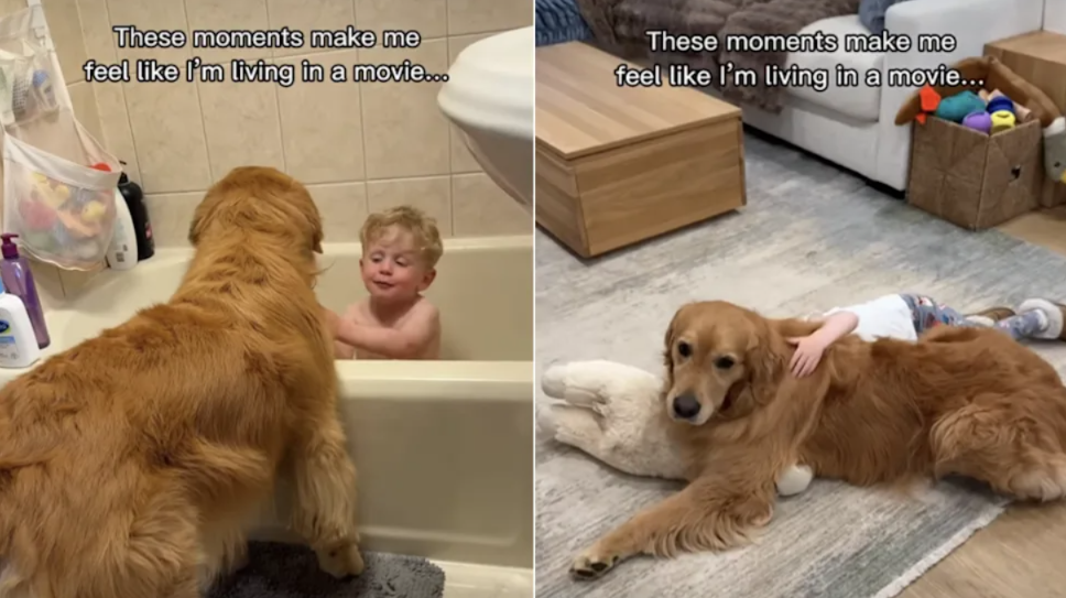 The Internet Can’t Get Over This Golden Retriever’s Connection With A Child