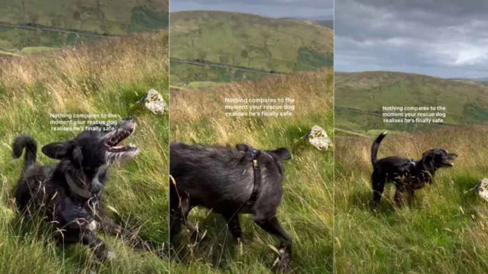 After Years Of Survival, One Rescue Dog Finally Learned What Freedom Felt Like