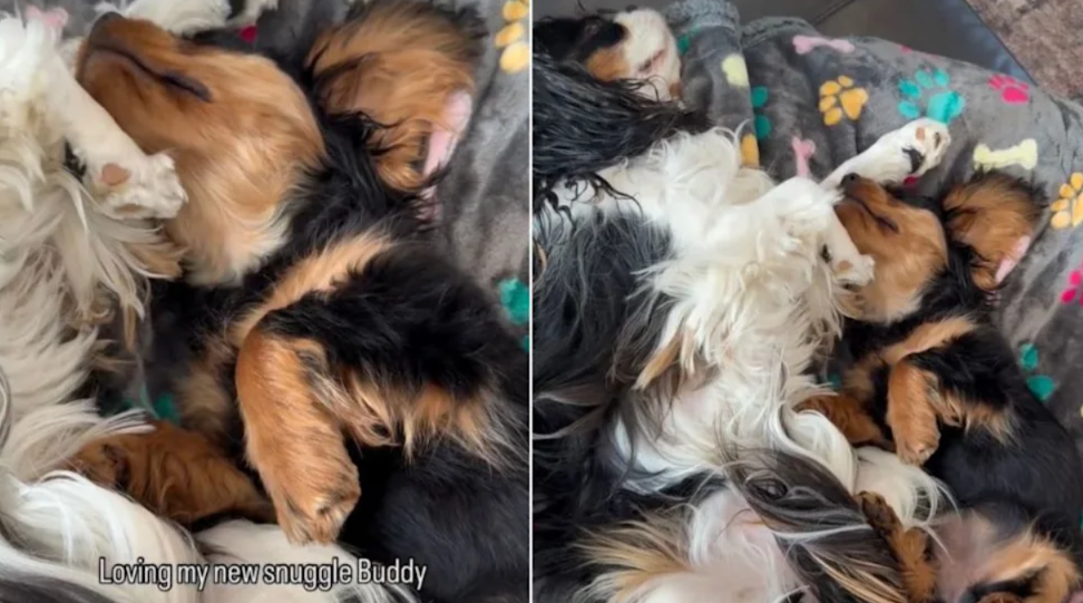 This Sweet “Snuggle Buddy” Scene Is Peak Comfort Energy
