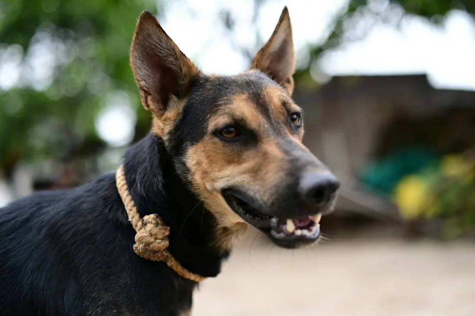 A Shy Shelter Dog Wouldn’t Even Look At People… Until One Moment Changed Everything