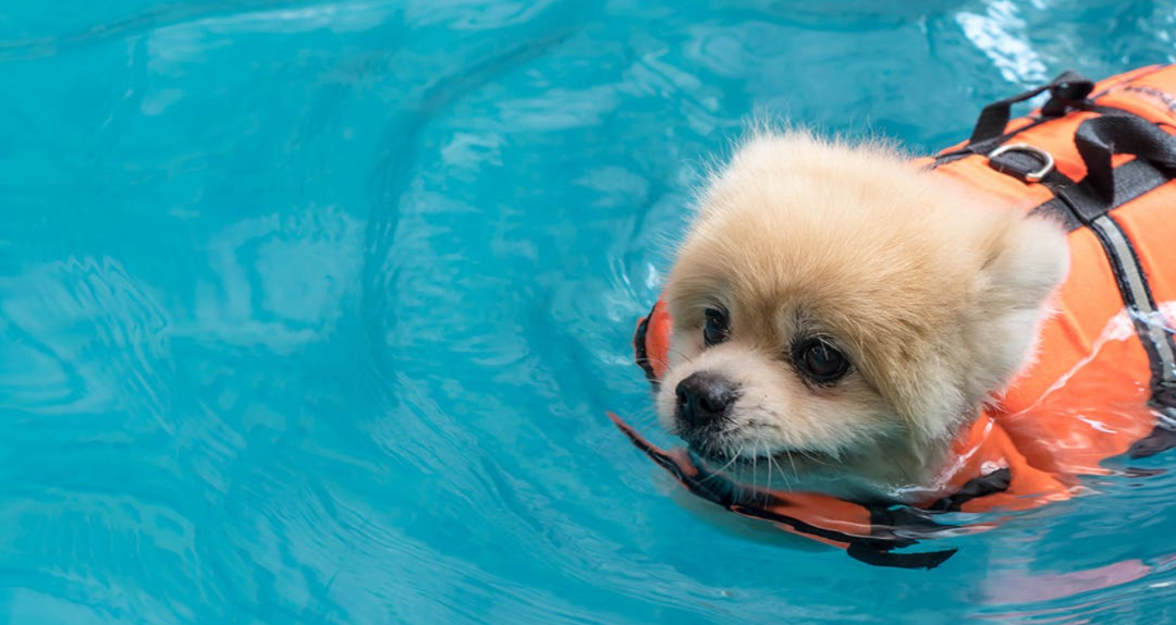 Before You Let Your Dog Swim This Summer… Read This First