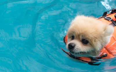 Before You Let Your Dog Swim This Summer… Read This First