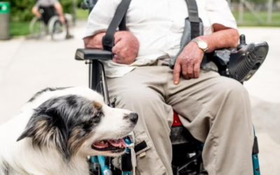 This Is How Ordinary Dogs Become Therapy Dogs That Heal Human Hearts