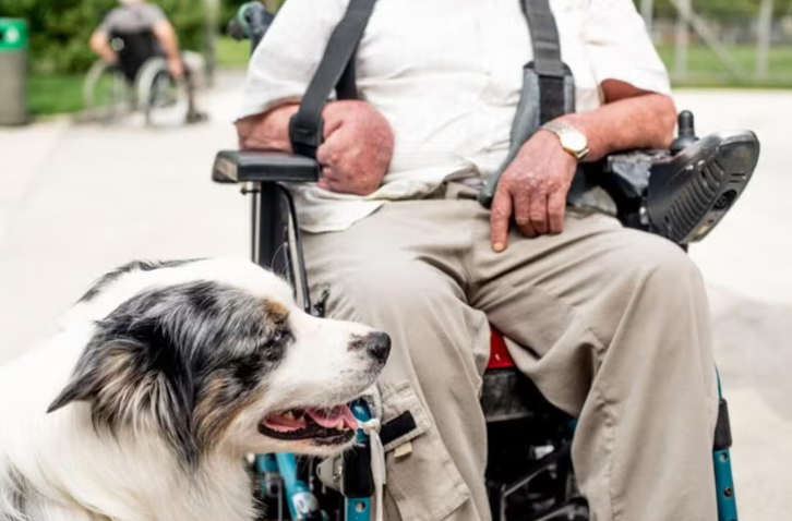 This Is How Ordinary Dogs Become Therapy Dogs That Heal Human Hearts