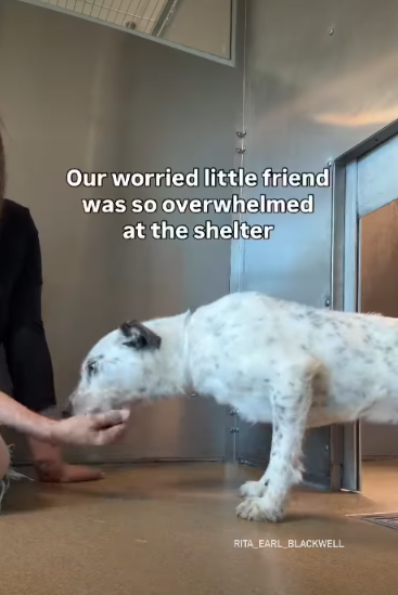 The Heartbreaking Moment a Shelter Dog Took His First Steps Outside