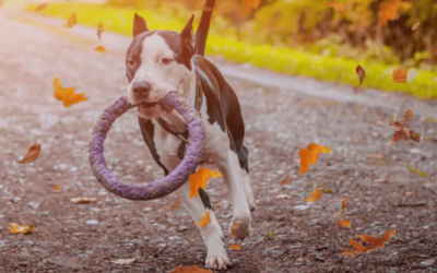 Not Every Pet Toy Is Safe… Here’s What Every Dog Owner Should Know