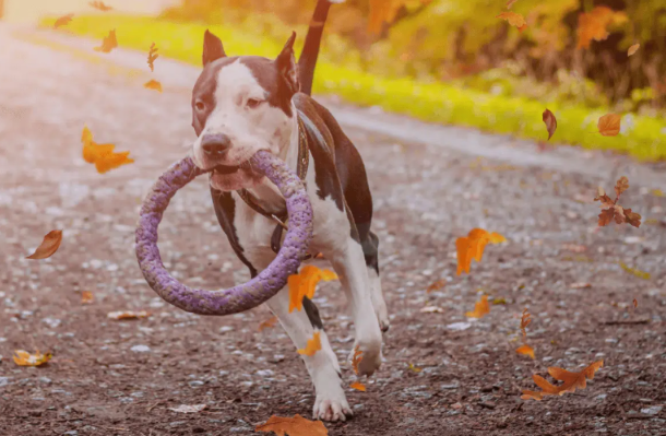Not Every Pet Toy Is Safe… Here’s What Every Dog Owner Should Know