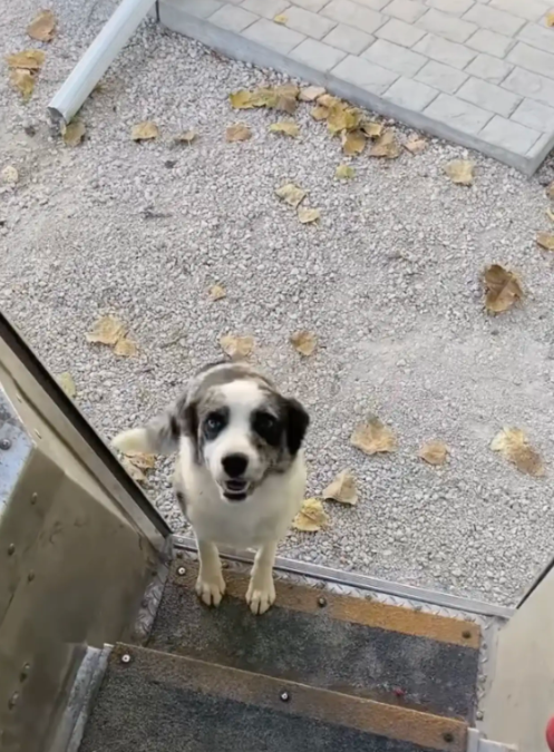 The Postman Who Became His Favorite Part of the Day