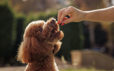 The Truth About Dog Vitamins That Many Owners Still Get Wrong