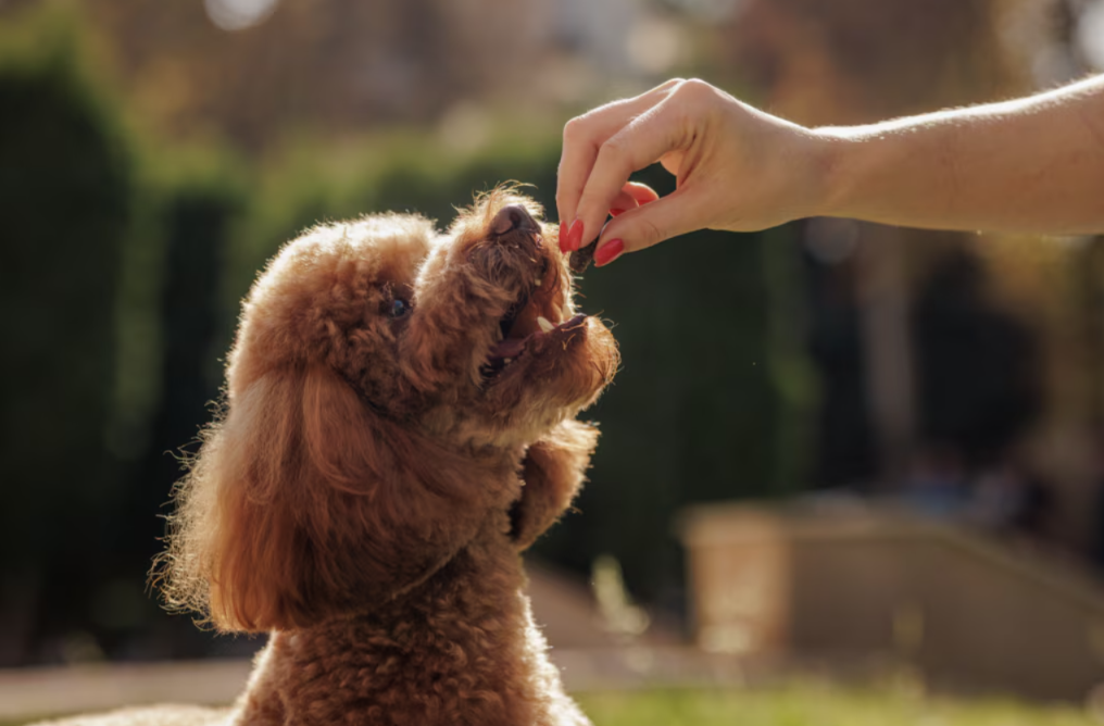 The Truth About Dog Vitamins That Many Owners Still Get Wrong