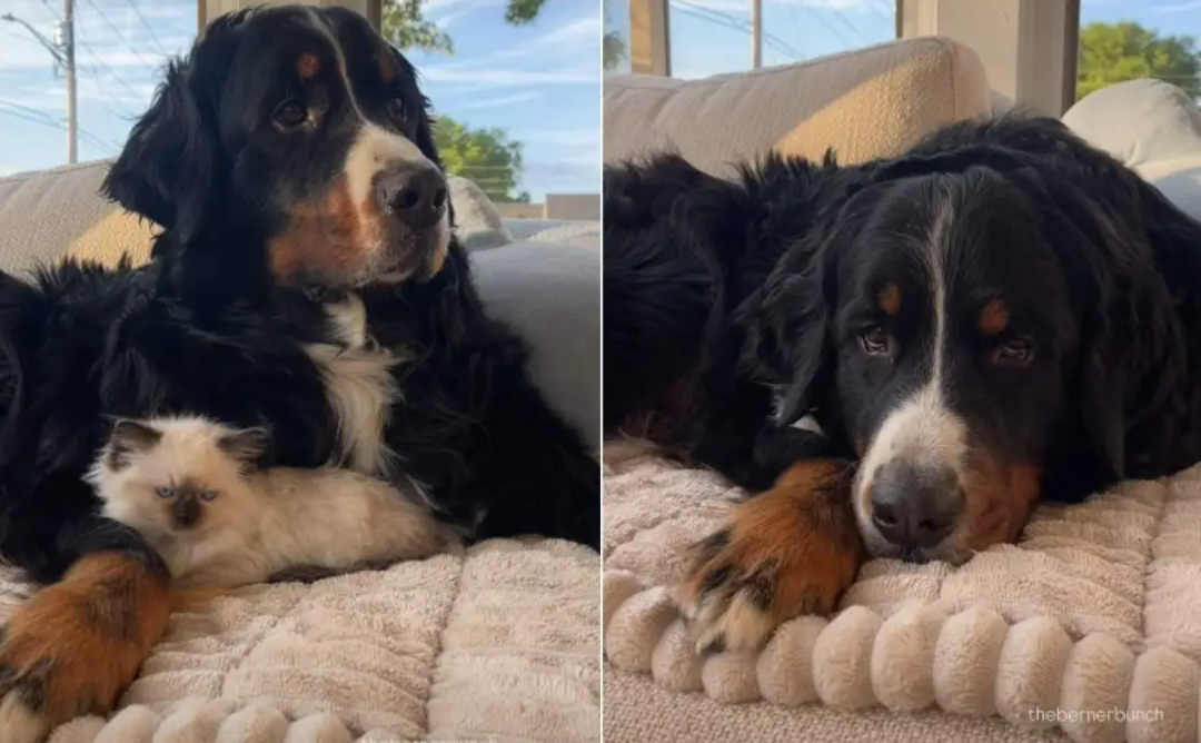 This Dog Didn’t Just Watch The Cat — He Disappeared Her From Sight