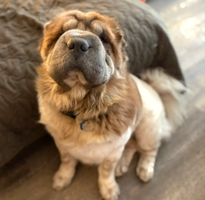 This Rescue Dog Was Terrified Of Men… Until One Staff Member Tried Something Unexpected