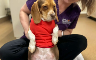 A Pregnant Rescue Dog… And the Unexpected Truth Inside