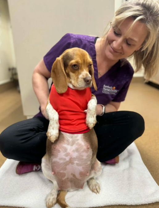 A Pregnant Rescue Dog… And the Unexpected Truth Inside
