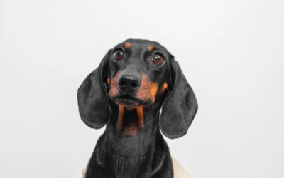 “They Know Me Here!”—Dachshund Stunned by His Own Fan Club