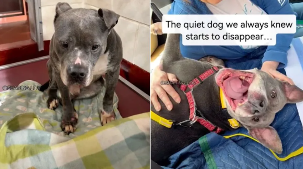 A Heartbroken Senior Shelter Dog Finally Got The One Thing He’d Been Waiting For