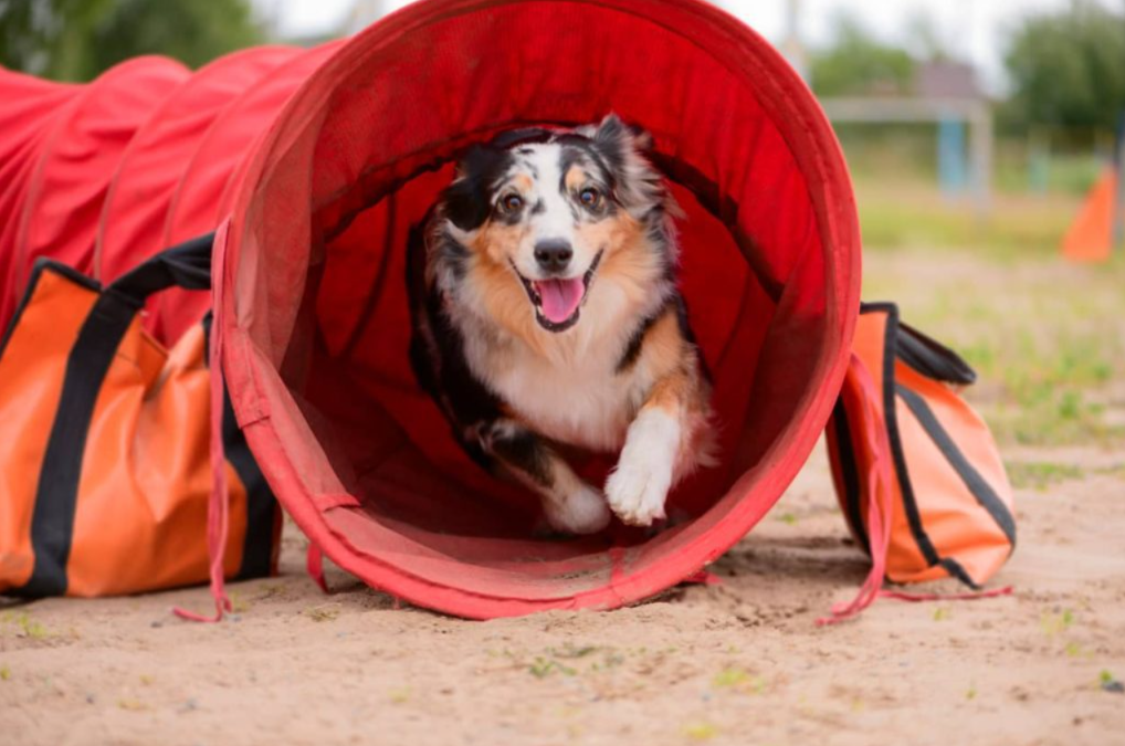 Jumps, Tunnels & Fun: How To Build A DIY Dog Agility Course At Home
