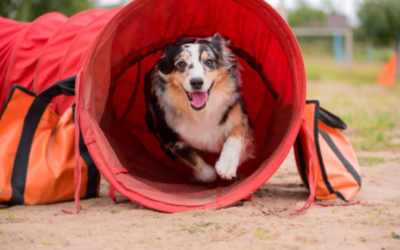 Jumps, Tunnels & Fun: How To Build A DIY Dog Agility Course At Home