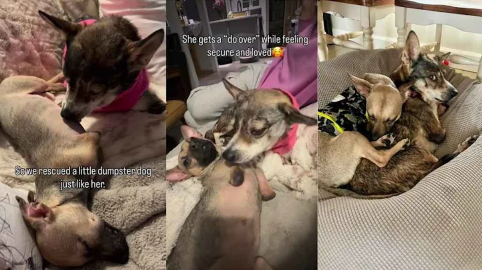 She Was a Senior Mom… Until Life Gave Her One More Surprise