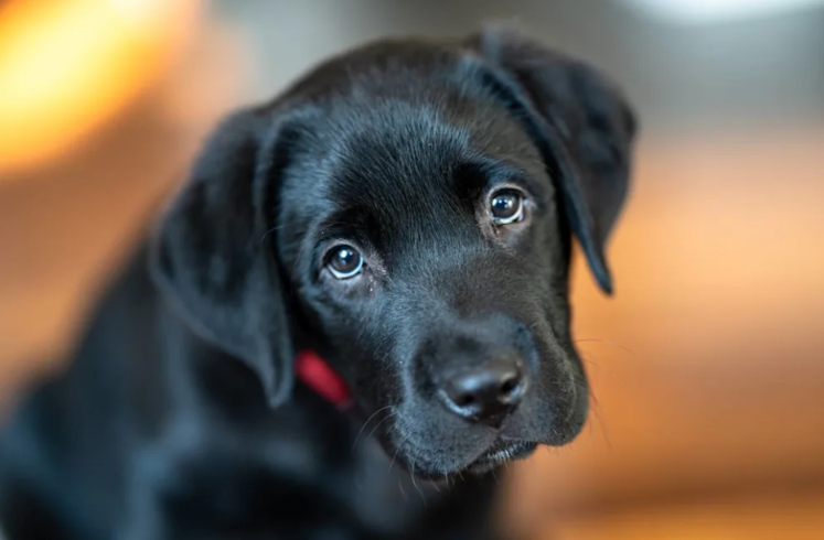She Was Exhausted, Starving, And Still Fighting—Until A Rescuer Changed Everything