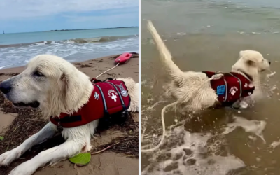 He Doesn’t Just Fetch Balls—This Golden Retriever Is Learning Water Rescues