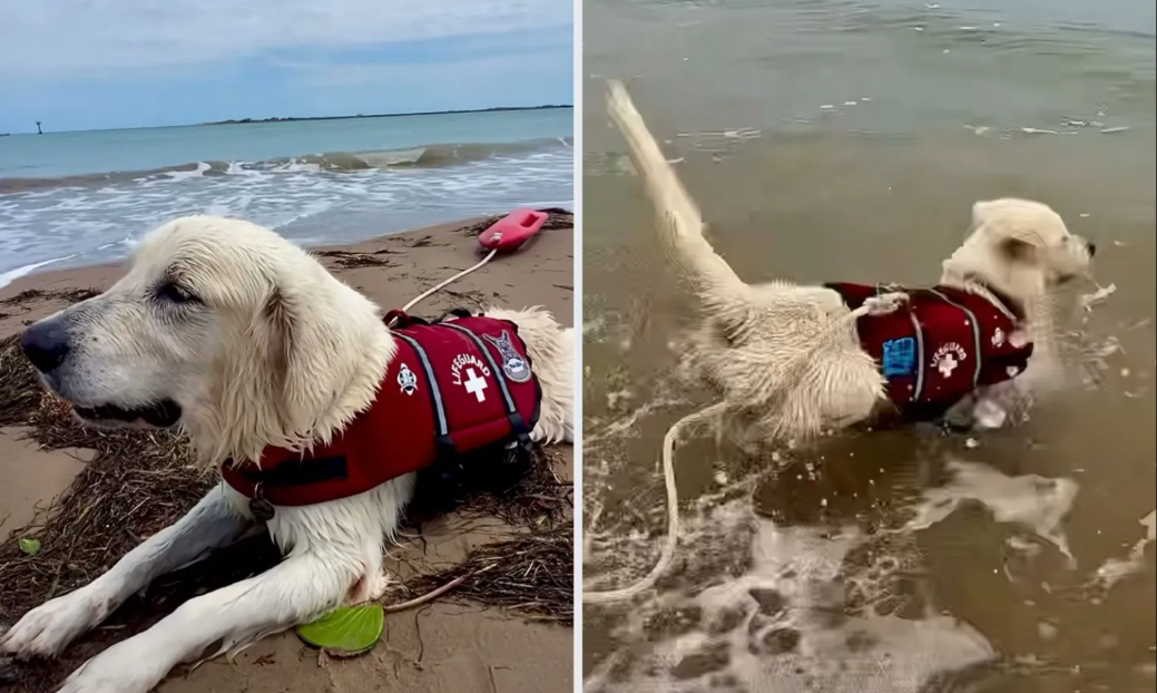 He Doesn’t Just Fetch Balls—This Golden Retriever Is Learning Water Rescues