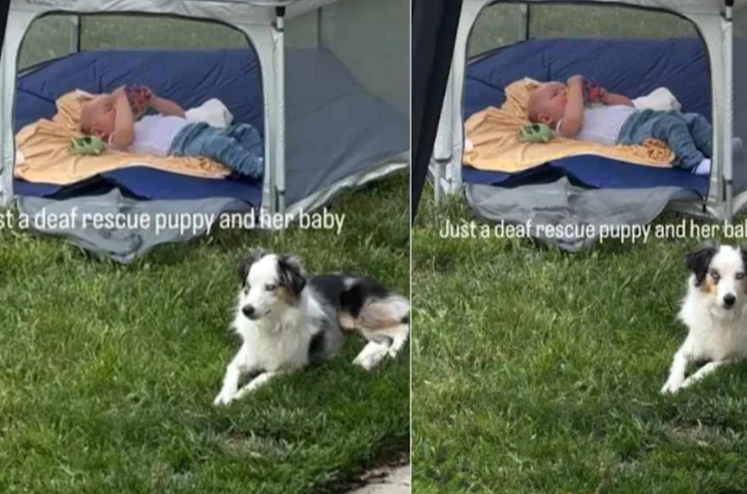 A Deaf Puppy, A Protective Heart, And A Bond That Spoke Without Sound