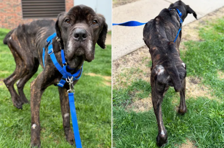 Found Barely Clinging To Life, This Stray’s Story Turns Around Completely