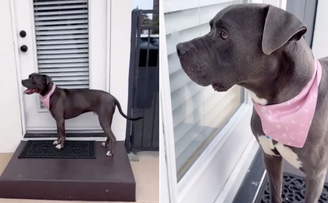 Rescue Dog Stops at a Stranger’s Door—and Breaks Everyone’s Heart