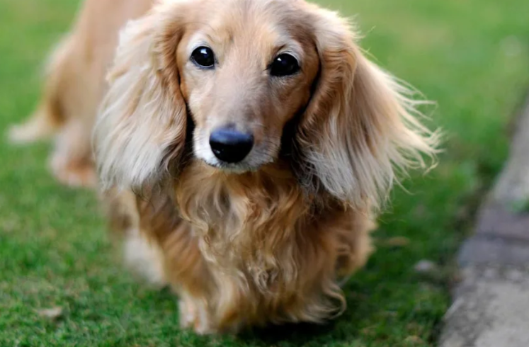 “Nope.” This Dachshund Tried To Hide From Bath Time… And Everyone Lost It