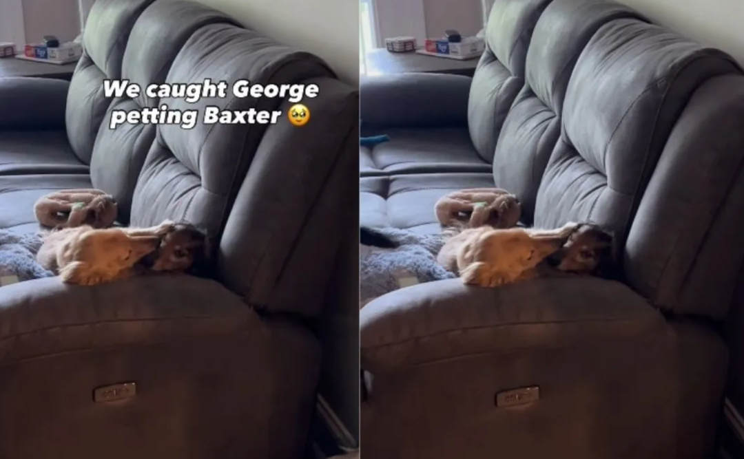 After a Year of Trying, This Tiny Pup Finally Melted a Senior Dog’s Heart