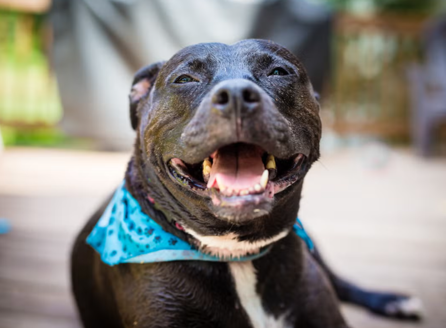 A Senior Rescue Dog, a New Set of Wheels, and a Life Completely Rewritten