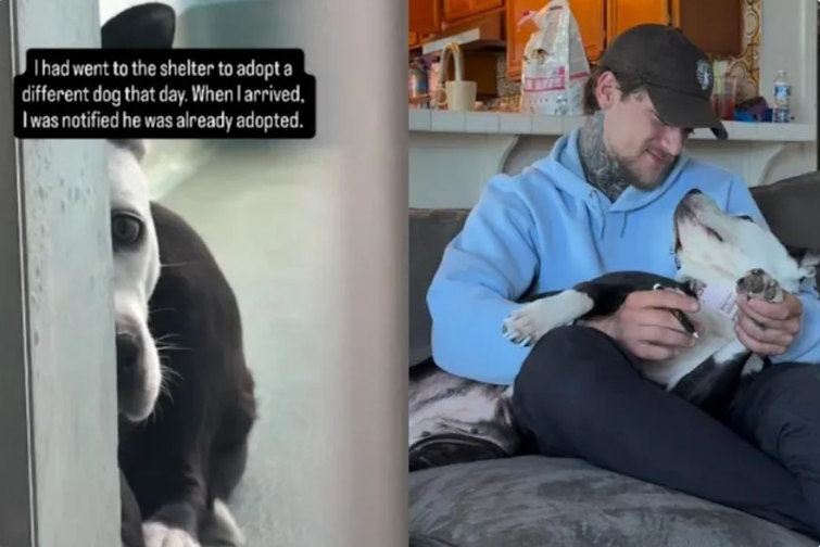 A Timid Pit Bull Hid From Everyone Until She Met the Man Who Saw Her Worth