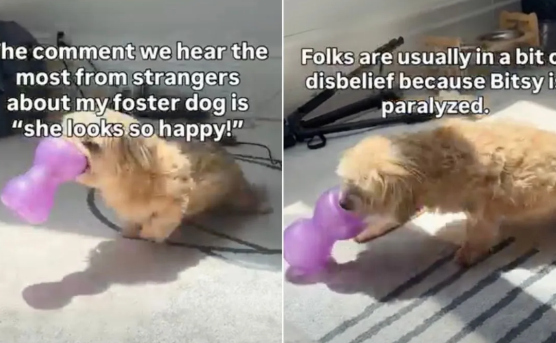 Paralyzed But Joyful: The Foster Dog Who Changed Everyone’s Definition of Happy