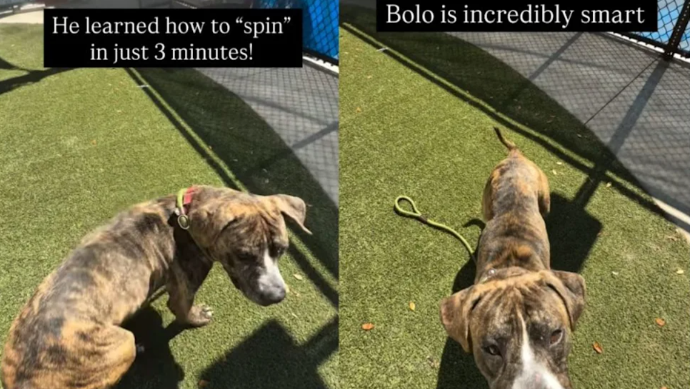 From Kennel Walls To Big World Joy — This Pup’s First Real Journey