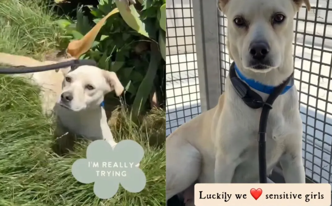 One Foster Home Gave This Rescue Dog Something She’d Been Missing All Along