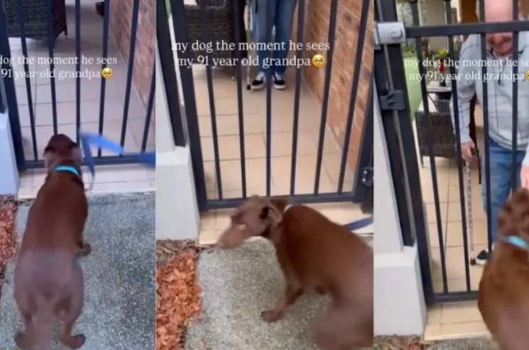 Dog Spots Grandpa At The Gate… And Loses It Completely In The Best Way