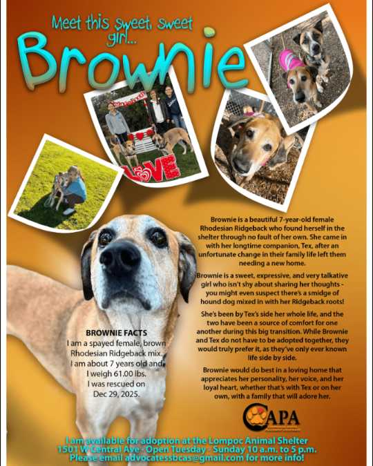 Meet Brownie—The Dog Of The Week Who’s Stealing Hearts Everywhere