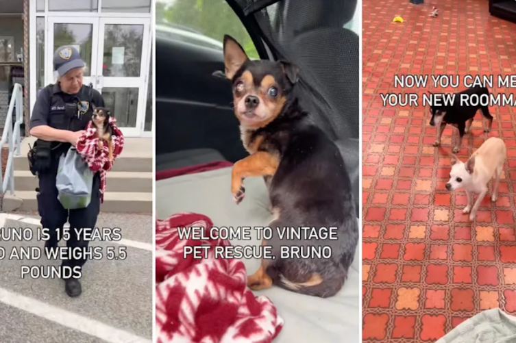 After Weeks in a Shelter, This 15-Year-Old Chihuahua Finally Got the Happy Ending He Deserved