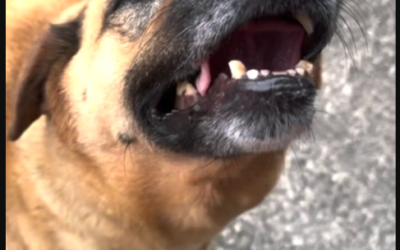 The “Second Dinner” Routine That Turned This Dog Into a Local Legend
