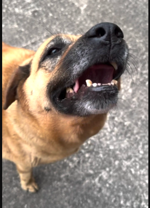 The “Second Dinner” Routine That Turned This Dog Into a Local Legend
