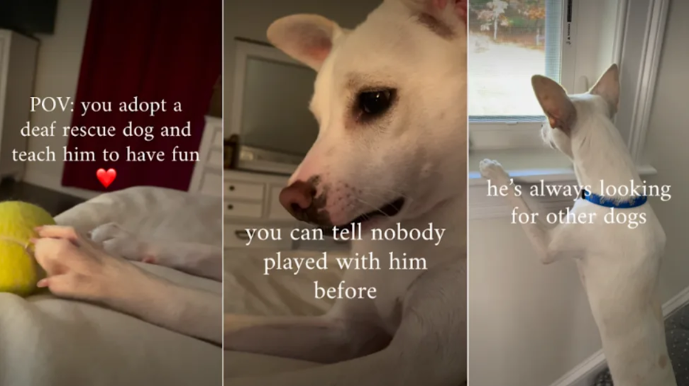 He Couldn’t Hear The World… Then Life Gave Him Something Incredible