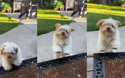 The Puppy Who Can’t Stop Jumping Just to Get Back to His Mom