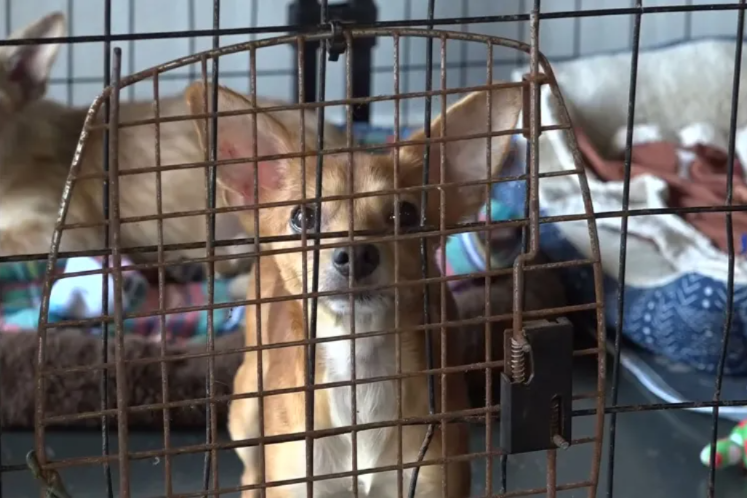Dozens Of Chihuahuas Found Abandoned… And Fighting For A Second Chance