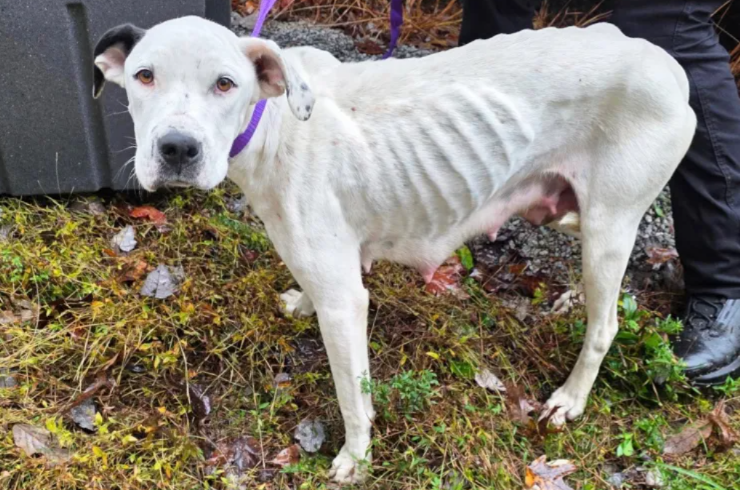 Left In A Landfill With Her Newborns, This Mama Dog Refused To Stop Protecting Them